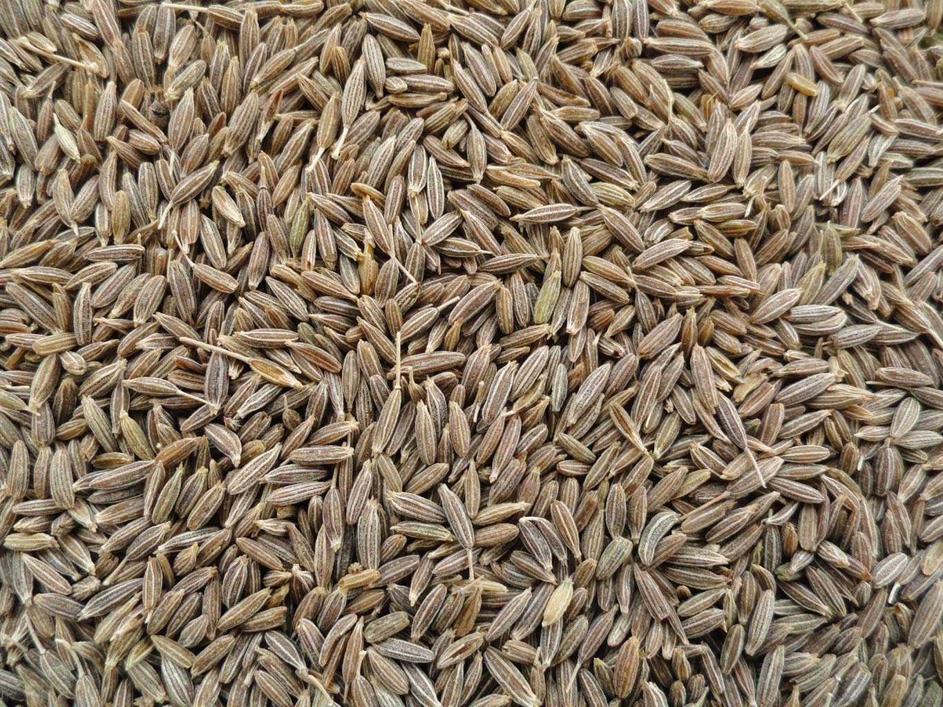 Cumin Seed