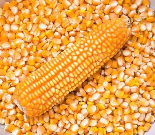 Cattle Feed Yellow Maize (Makka)
